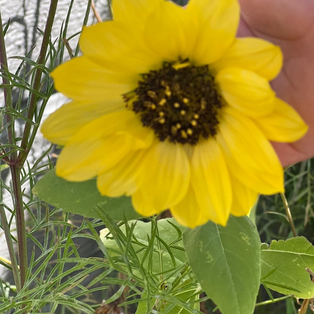 Meet your Posher, Laura